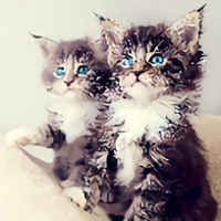 KittensWallpapers网页