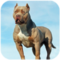 犬Pitbull Dog Simulator手游下载（暂无下载）_犬Pitbull Dog Simulator2021最新版免费下载