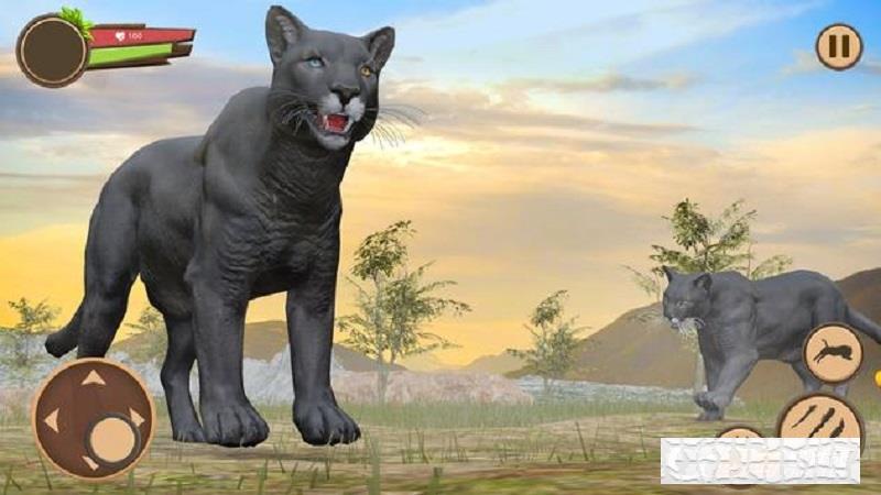 野生黑豹Black Panther手游 野生黑豹Black Panther手游